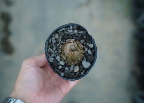 亀甲竜　Dioscorea elephantipes　No.8