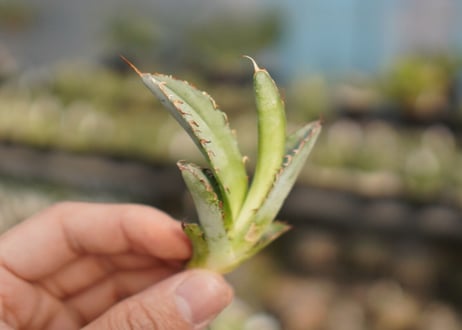 Agave titanota 'black and blue'　カキ子　No.4