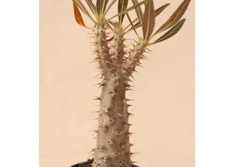 Pachypodium Gracilius パキポディウム  グラキリス  実生  No.2