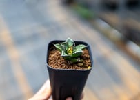 5*3様 アガベ　Agave isthmensis ✕ parrasana hy 5*3様 アガベ Agave isthmensis ✕ parrasana hy - メルカリ