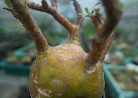 パキポディウム　グラキリス　 Pachypodium Gracilius  No.1