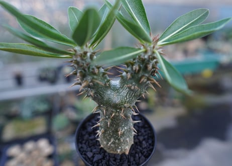 パキポディウム　伊藤ハイブリッド　Pachypodium 'Itoh Hybrid'  No.1