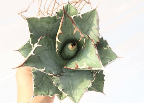 Agave titanota FO-76 compacta dwarf  no.3