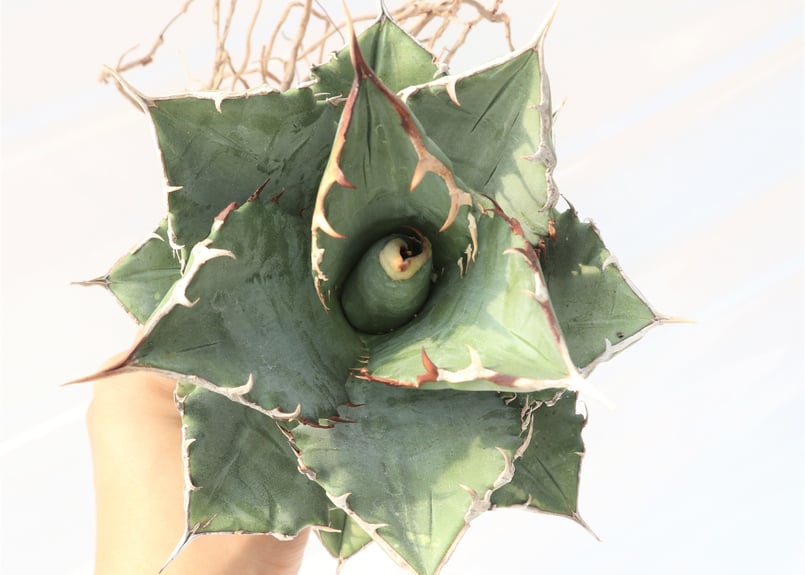 Agave titanota FO-76 compacta dwarf no.3 | man