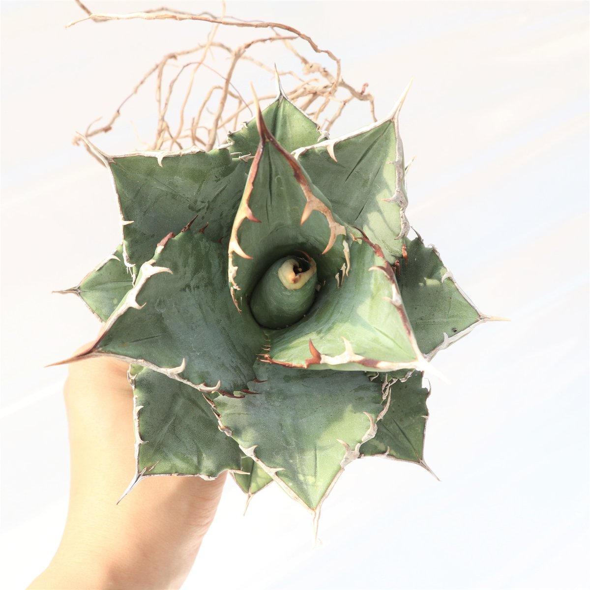 Agave titanota FO-76 compacta dwarf no.3 | man