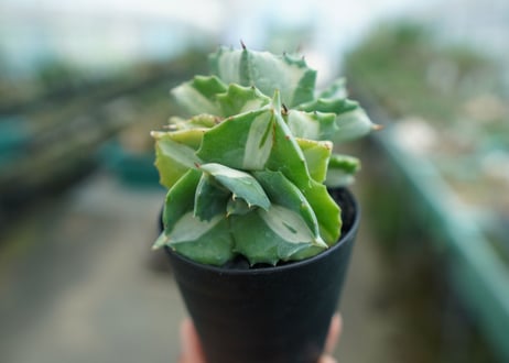 アガベ　王妃雷神錦　白中斑　Agave　“Ohi Raijin Nishiki Shironakahu”