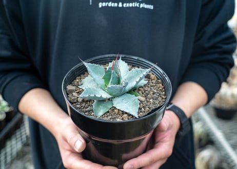 アガベ　パラサナ　”トライアンファント”　agave parrasana "triumphant"