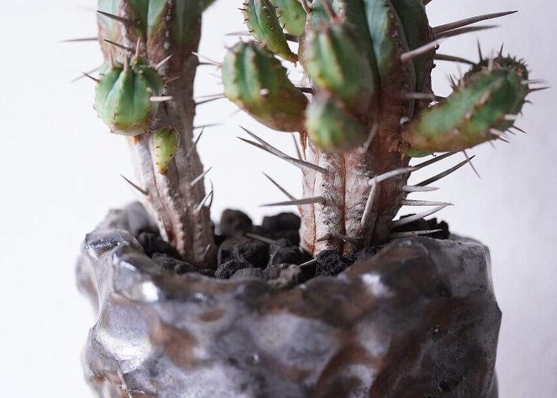 Euphorbia Ferox | mana's farm:塊根植物・アガベ・ドライ