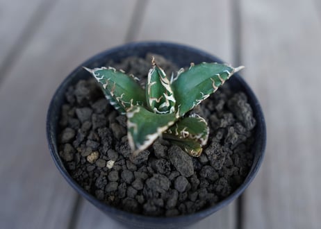 アガベ オテロイ オアハカ agave oteroi oaxaca