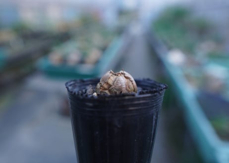 亀甲竜　Dioscorea elephantipes　No.3