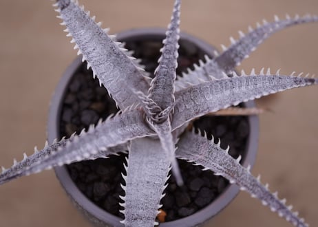 ディッキア   T-rex ×keswick　Dyckia T-rex ×keswick