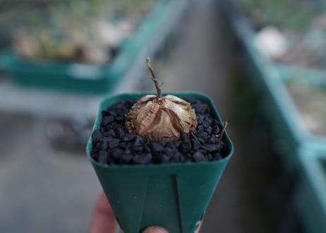 亀甲竜　Dioscorea elephantipes　No.4