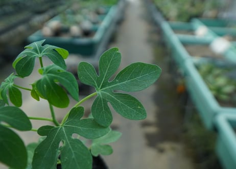 アデニア　グラウカ　Adenia glauca  No.10
