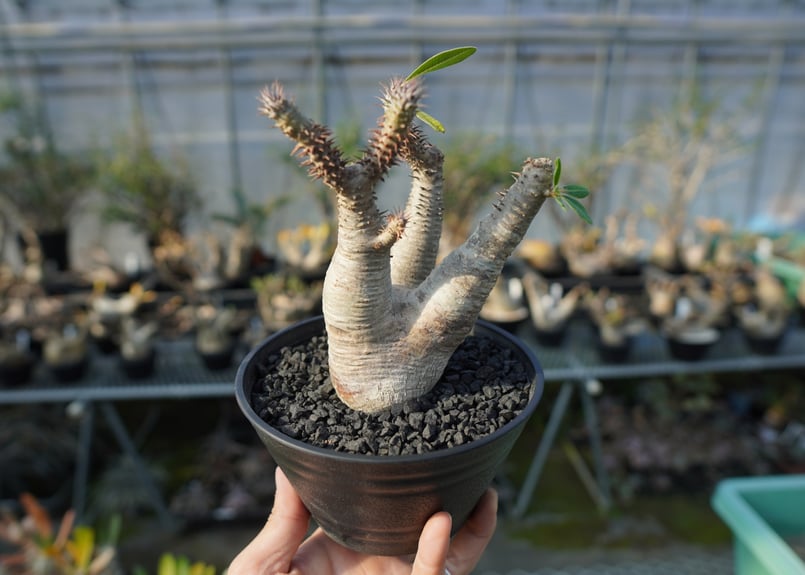 パキポディウム マカイエンセ Pachypodium makayense No.4 | man