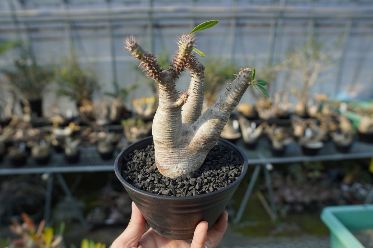 パキポディウム マカイエンセ Pachypodium makayense No.4 | man