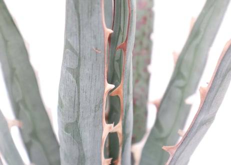 Agave difformis Swordish