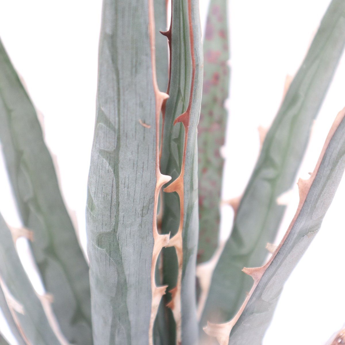 Agave difformis Swordish | mana's farm:塊根植物・アガベ