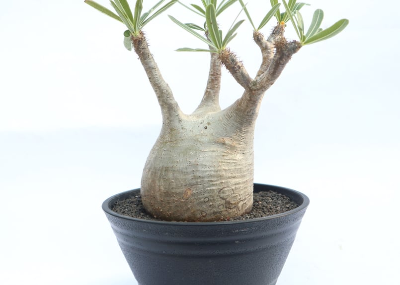 パキポディウム グラキリス no.29 | mana's farm:塊根植物・アガベ