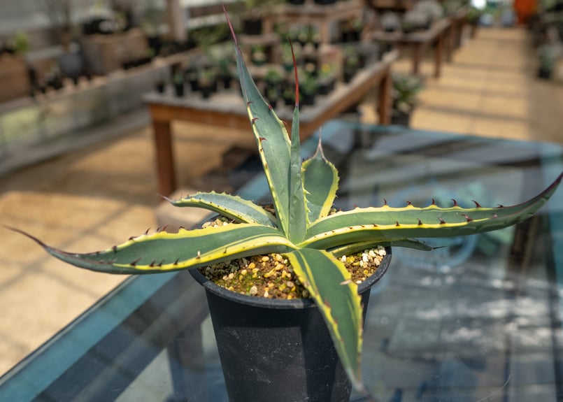 アガベ スカブラ錦 | mana's farm:塊根植物・アガベ・ドライ