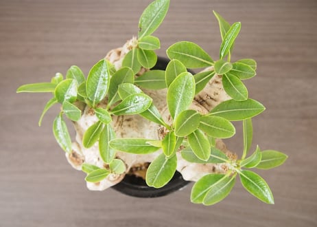 パキポディウム 恵比寿笑い　 Pachypodium brevicaule