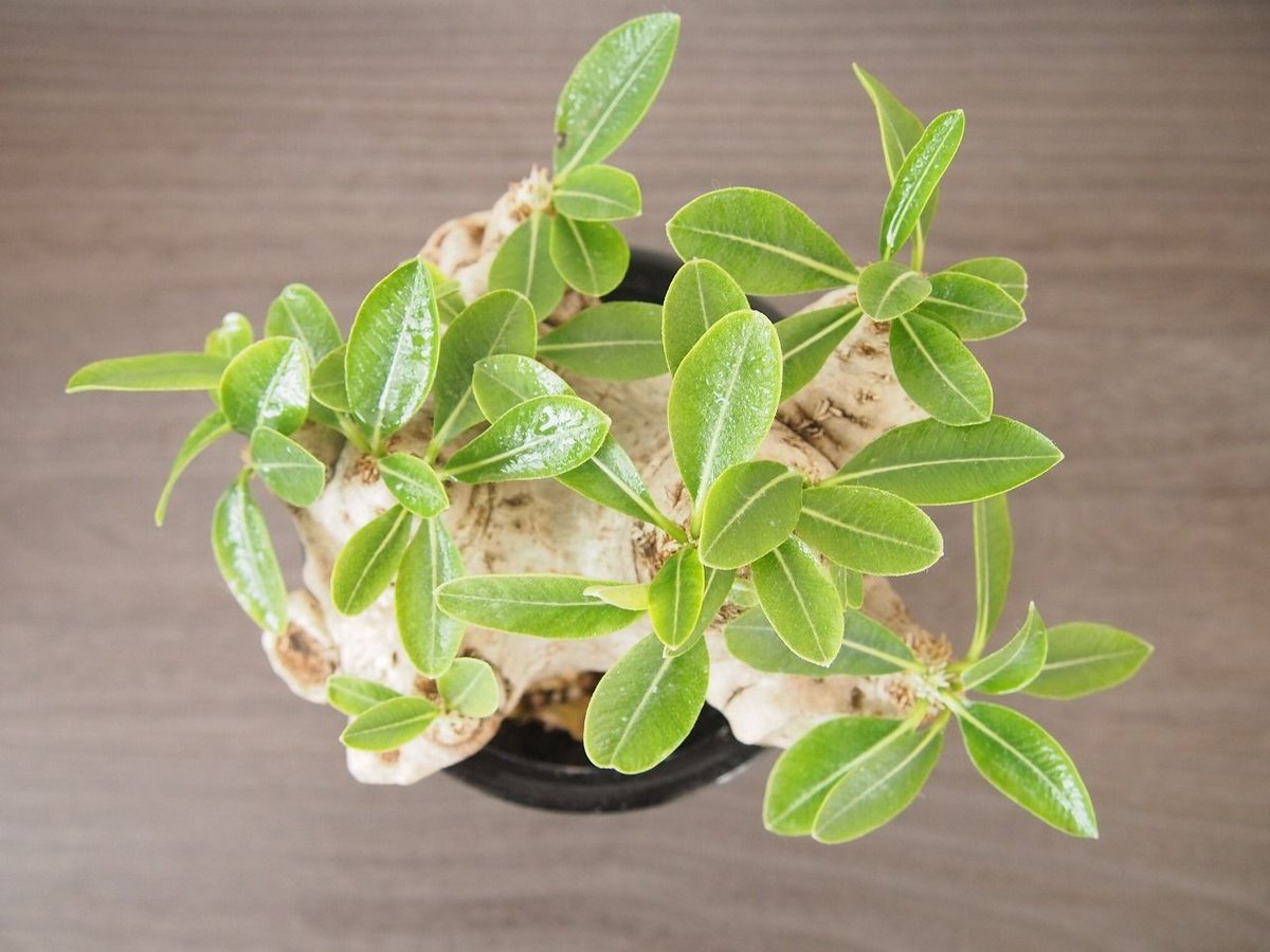 パキポディウム 恵比寿笑い Pachypodium brevicaule | mana's