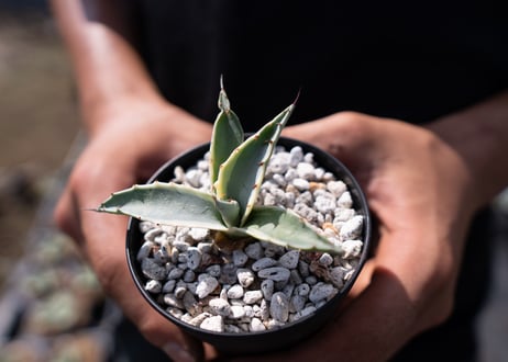 Agave parrasana 'Impressionist'　カキコ