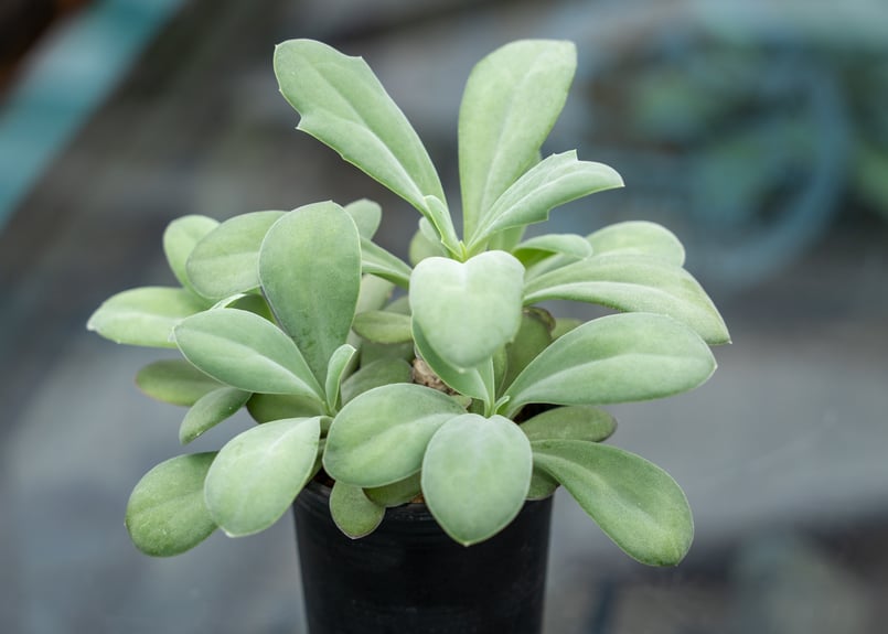 植物 セネシオ フルゲンス | mana's farm:塊根植物・アガベ・ドライガーデン