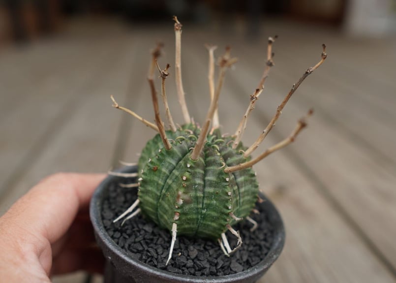 ユーフォルビア バリダ ”塊根植物スターターセット” | mana's