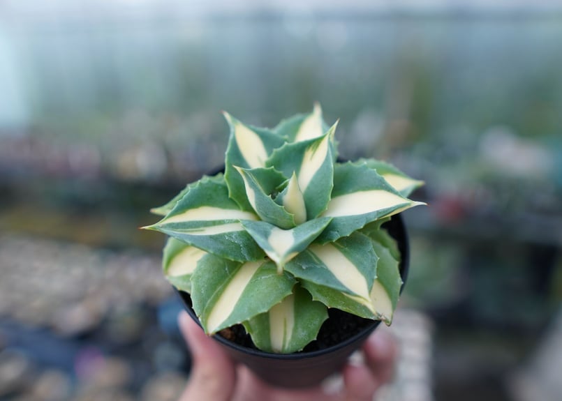 アガベ 王妃雷神錦 黄中斑 Agave “Ohi Raijin Nishiki Kinakah アガベ 王妃雷神錦 黄中斑 Agave “Ohi Raijin Nishiki Kinakah