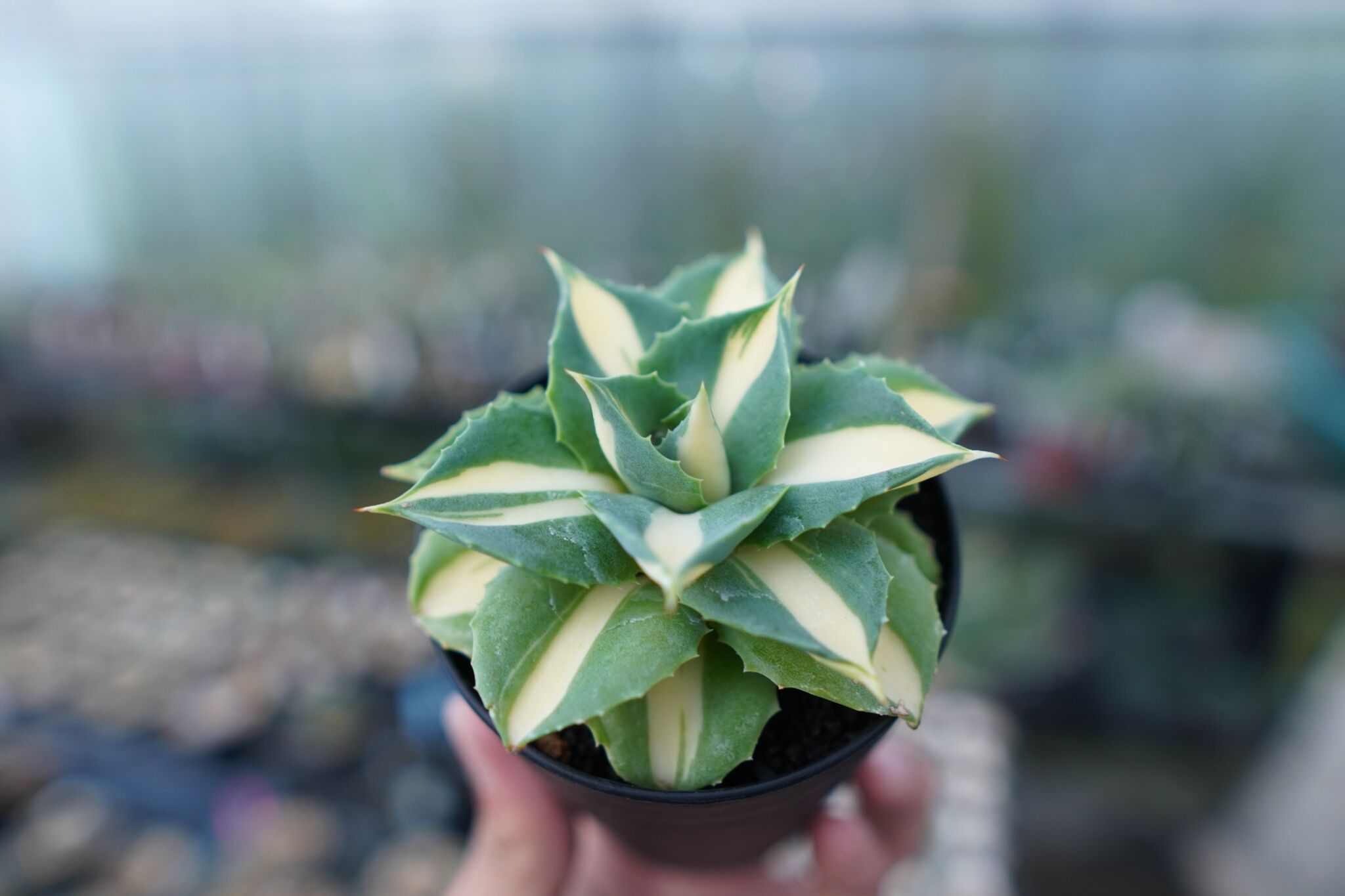 アガベ 王妃雷神錦 黄中斑 Agave “Ohi Raijin Nishiki Kinakah