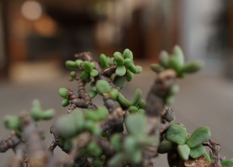 ケラリア  ピグマエア   Ceraria pygmaea