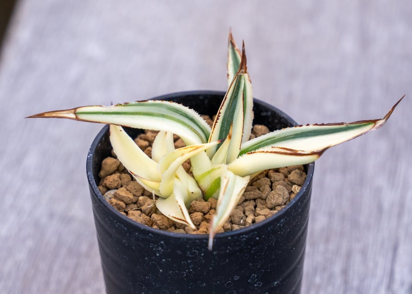 アガベ サングロー | mana's farm:塊根植物・アガベ・ドライガーデン