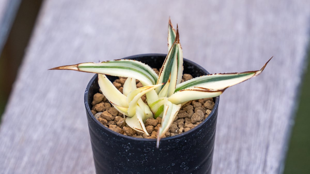 アガベ☆サングロー　ドライガーデンにオススメ！ アガベ x サングロー｜Agave x 'Sun Glow' | DESERT INC.