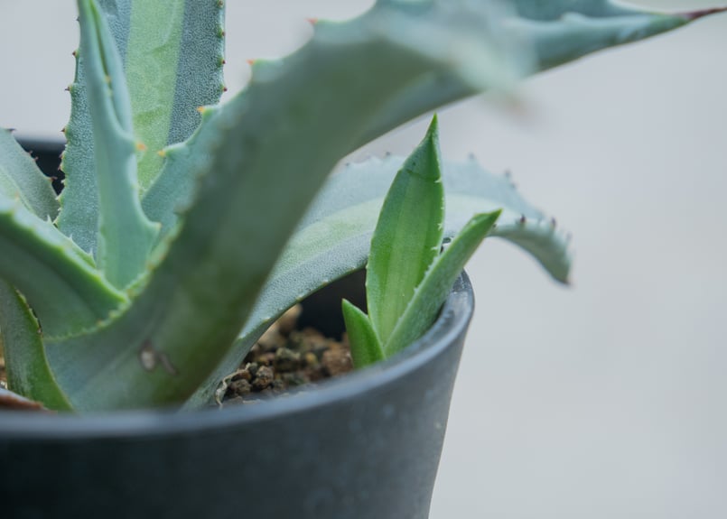 アガベ エクスパンサ パリーダ | mana's farm:塊根植物・アガベ