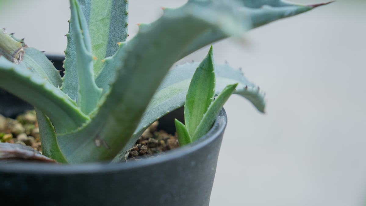 アガベ　エクスパンサーパリーダ、パラサナ　セット アガベ エクスパンサーパリーダ、パラサナ セット 園芸ネット本店
