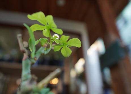 アデニア　グラウカ　Adenia glauca