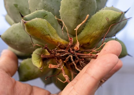 Agave Potatorum×Macroacantha  NO.1