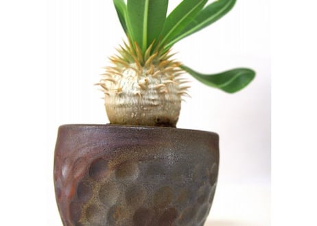 パキポディウム エブレネウム　Pachypodium eburneum