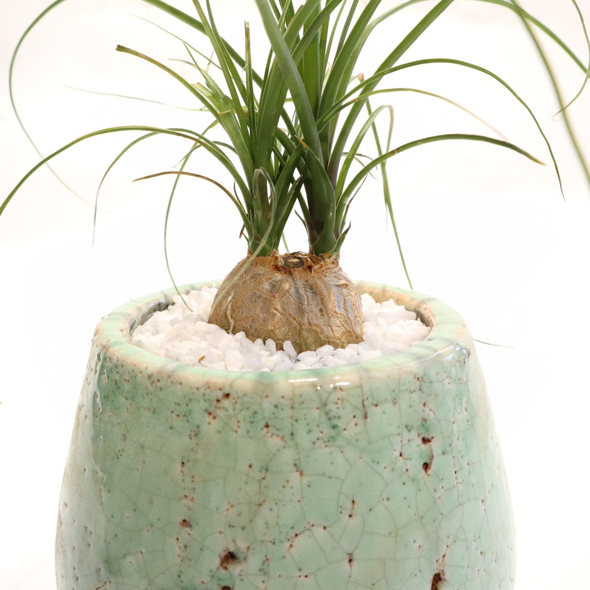 トックリラン ノリナ | mana's farm:塊根植物・アガベ・ドライガーデン