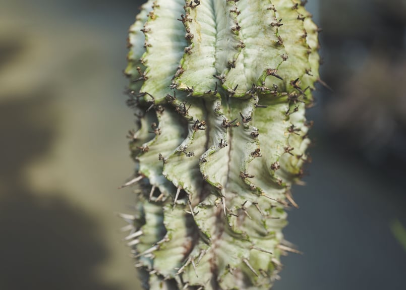 ユーフォルビア ゼブラホリダ | mana's farm:塊根植物・アガベ・ドライ