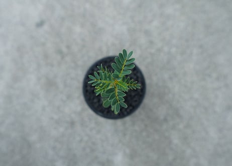 【沖縄実生株】センナ　メリディオナリス　Senna meridionalis  No.2