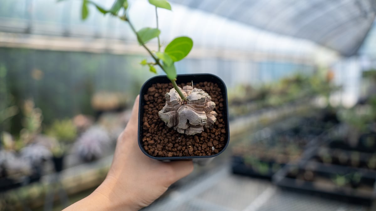 NAOさん専用　亀甲竜 BOTANIZE NAOさん専用 亀甲竜 BOTANIZE NAOさん専用 亀甲竜 BOTANIZE 【公式通販】