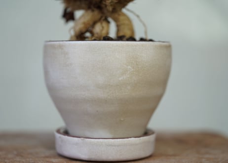 Euphorbia francoisii