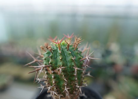 ユーフォルビア　群星冠　Euphorbia stellispina