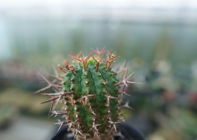 ユーフォルビア 群星冠 Euphorbia stellispina | mana's gree ユーフォルビア 群星冠 Euphorbia stellispina | mana's gree