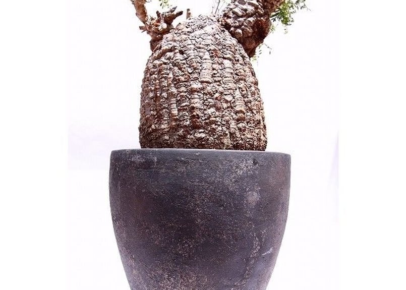 オペルクリカリア パキプス | mana's farm:塊根植物・アガベ・ドライ