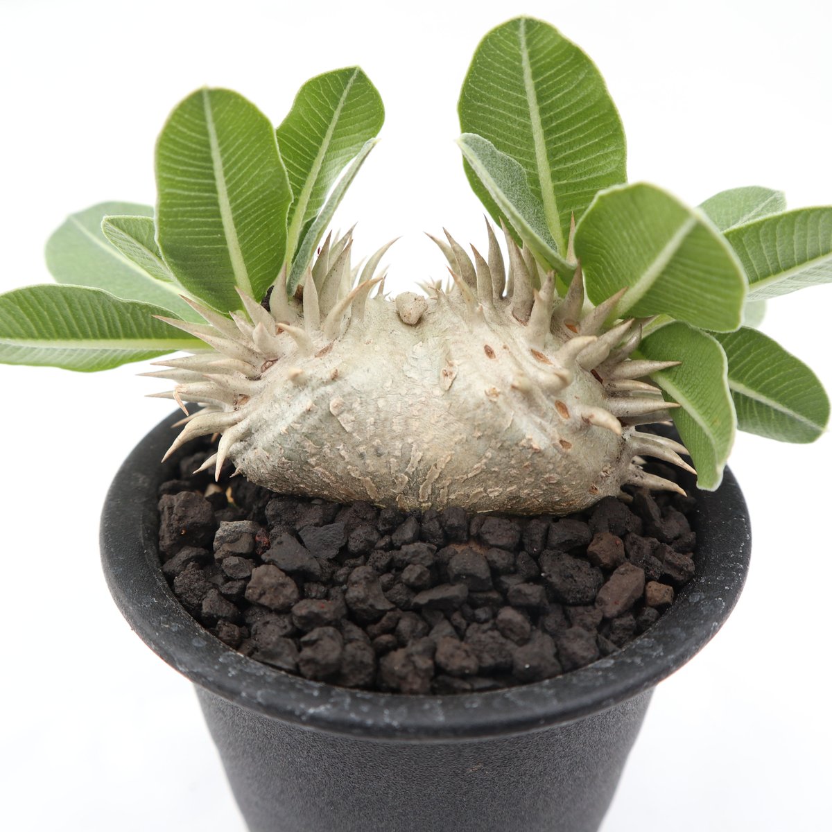 パキポディウム白花恵比寿笑い1点 グラキリス2点デンシフローラム1点 パキポディウム白花恵比寿笑い1点 グラキリス2点デンシフローラム1点