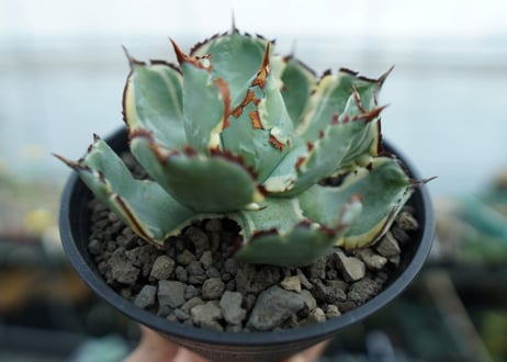 アガベ　兜蟹錦　連棘　Agave isthmensis “Kabutogani” variegata　NO.1