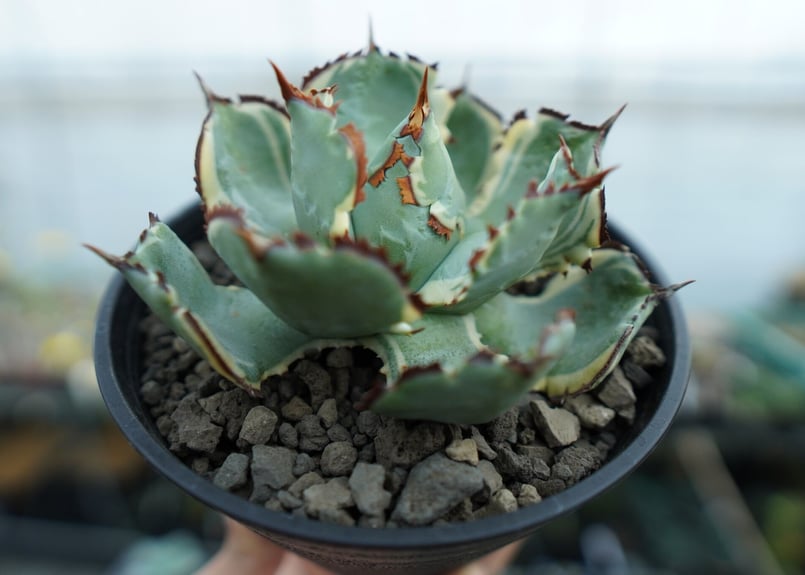 アガベ 兜蟹錦 連棘 Agave isthmensis “Kabutogani” varieg