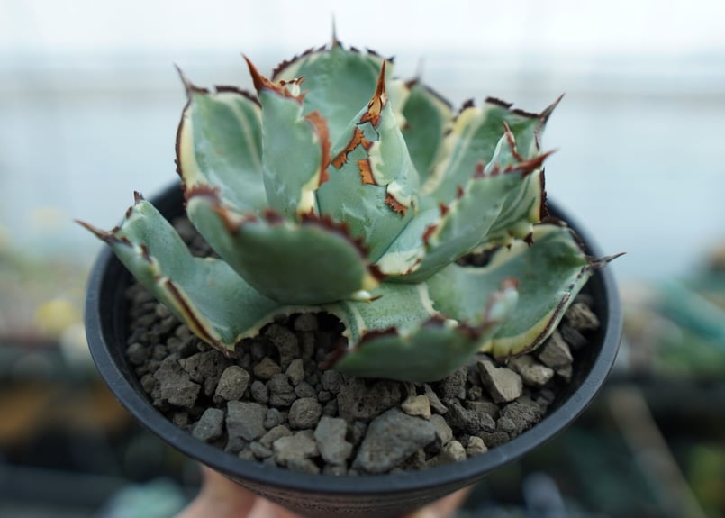 アガベ 兜蟹錦 連棘 Agave isthmensis “Kabutogani” varieg...